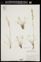 Eragrostis secundiflora image