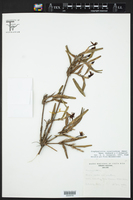 Image of Scaphyglottis corallorrhiza