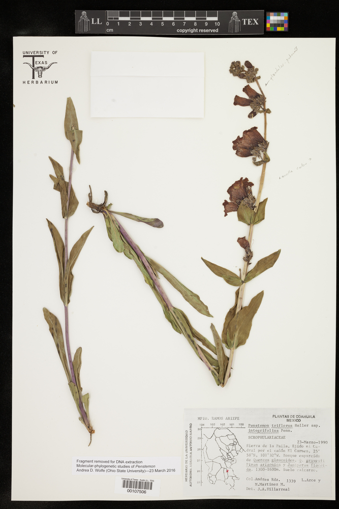 Penstemon triflorus subsp. integrifolius image