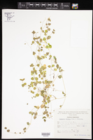 Drymaria villosa subsp. villosa image