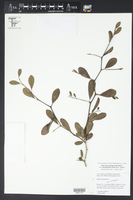 Sideroxylon lanuginosum subsp. albicans image