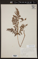 Dryopteris rossii image