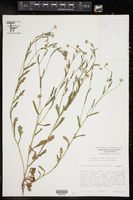 Aphanostephus ramosissimus var. ramosissimus image