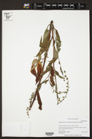 Hackelia mexicana image