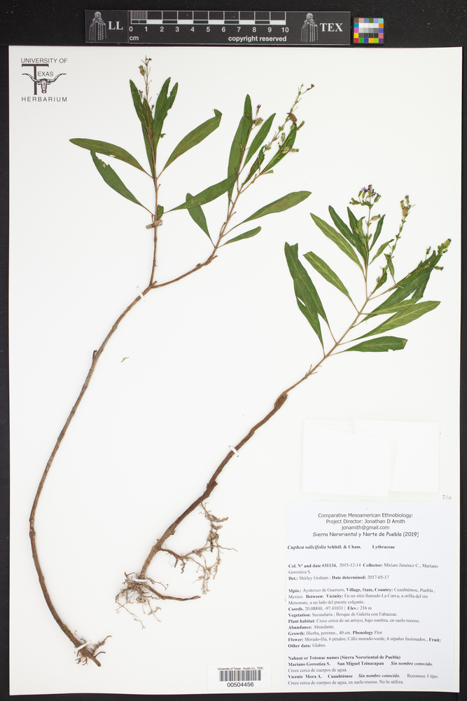 Cuphea salicifolia image