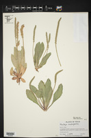 Plantago rhodosperma image
