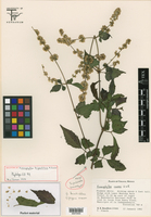 Image of Koanophyllon tripartitum