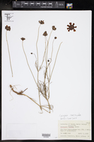 Coreopsis nuecensoides image