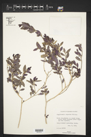 Argythamnia argentea image