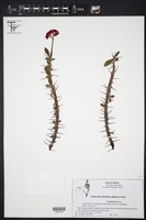Euphorbia splendens image