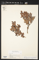 Gaultheria schultesii image