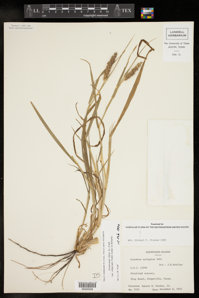Pennisetum ciliare var. setigerum image