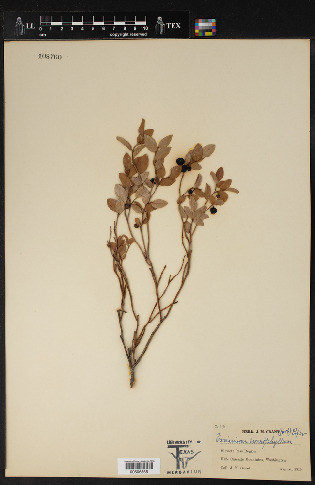 Vaccinium macrophyllum image