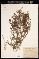 Euphorbia klotzschii image
