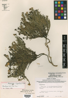 Machaeranthera heterophylla image