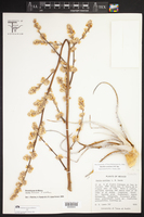 Hechtia texensis image