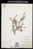 Mimosa emoryana image