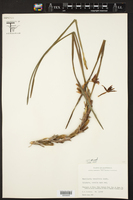 Maxillaria tenuifolia image