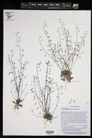 Lobelia gypsophila image