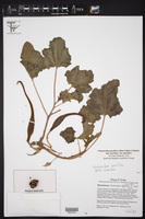 Proboscidea parviflora var. parviflora image