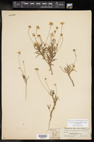 Tetraneuris linearifolia var. linearifolia image