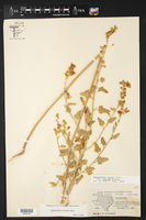 Sphaeralcea incana image