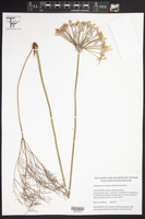 Image of Pelargonium luridum