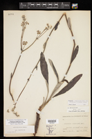 Eriogonum longifolium var. plantagineum image