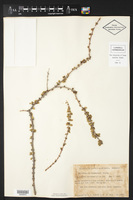Euphorbia magdalenae image