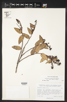 Gaultheria glaucifolia image