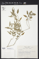 Croton gaumeri image