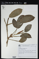 Philodendron ochrostemon image
