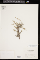 Leucophyllum minus image