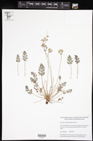 Image of Erodium cheilanthifolium