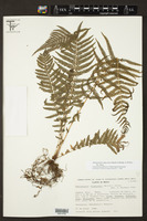 Thelypteris oligocarpa image