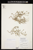 Phyllanthus abnormis var. riograndensis image