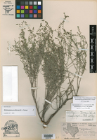 Heliotropium powelliorum image