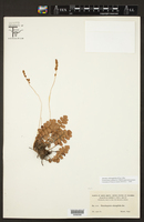 Anemia oblongifolia image