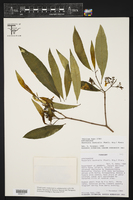 Peschiera australis image