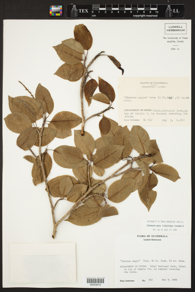 Pleradenophora tikalana image