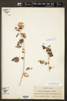 Pavonia lasiopetala image