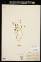 Euphorbia perennans image