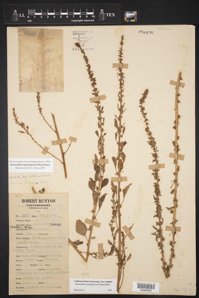 Amaranthus tamaulipensis image