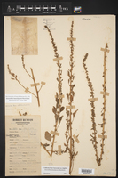 Image of Amaranthus tamaulipensis