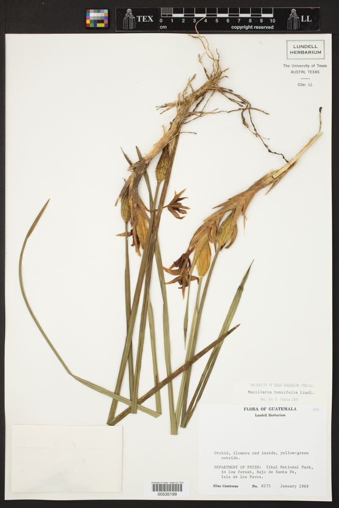 Maxillaria tenuifolia image