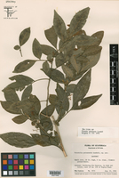 Image of Trichilia petenensis