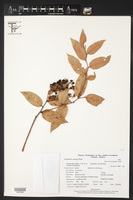 Gaultheria odorata image