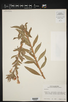Oenothera biennis var. canescens image