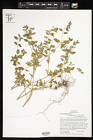 Croton glandulosus var. simpsonii image