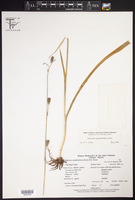 Echeandia longipedicellata image